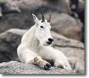 Photo of Mountain Goat in Glacier park