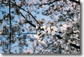 Cherry blossoms along Flathead Lake