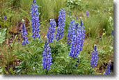 Picture of Lupine wildflowers