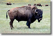 Bull bison at National Bison Range, Montana